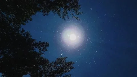 Poplar fluff Stock Footage 156011017