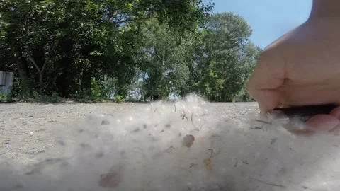 POPLAR FLUFF Stock Footage 244207094