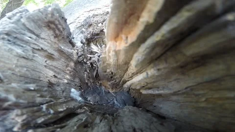 POPLAR FLUFF Stock Footage 244207108