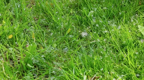 Poplar fluff on the green grass Stock Footage 63998554