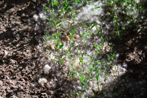 Poplar fluff on the ground Stock Photos