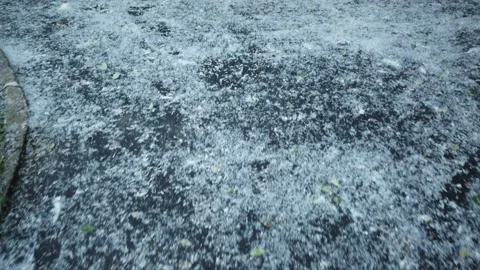 Poplar fluff lies in a layer on the asphalt and grass in the city Stock Footage 156207254