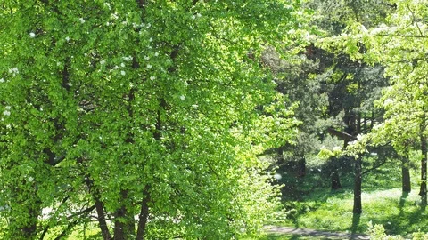 Poplar fluff in the park Stock Footage 108515318