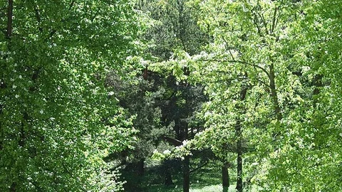 Poplar fluff in the park Stock Footage 108517863