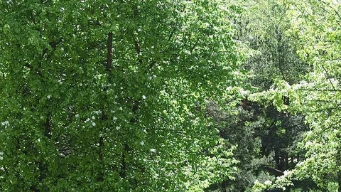 Poplar fluff in the park Stock Footage 108517901