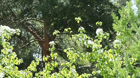 Poplar fluff in the park Stock Footage 108517938
