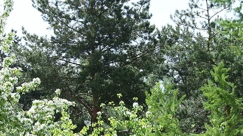 Poplar fluff in the park Stock Footage 108518010
