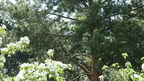 Poplar fluff in the park Stock Footage 108518052