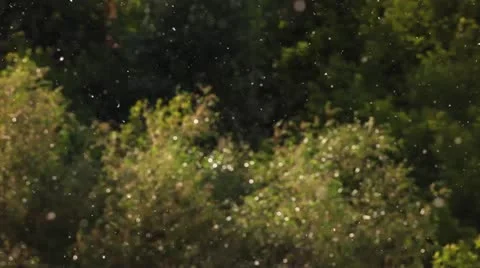 Poplar fluff particle Video stock 11135068