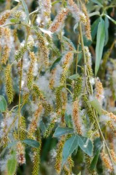 Poplar fluff Stock Photos
