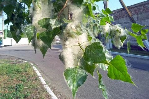 Poplar fluff Stock Photos