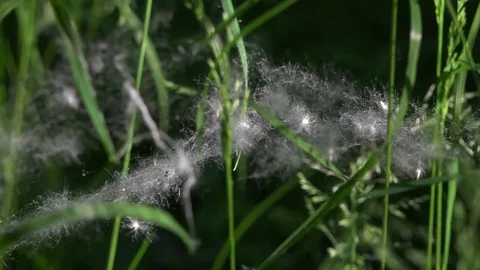 Poplar fluff. Sedge in the evening light. Stock Footage 76740254