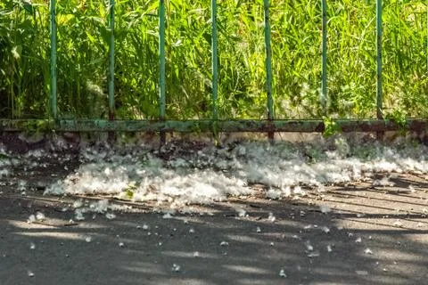 Poplar fluff on the sidewalk. Stock Photos