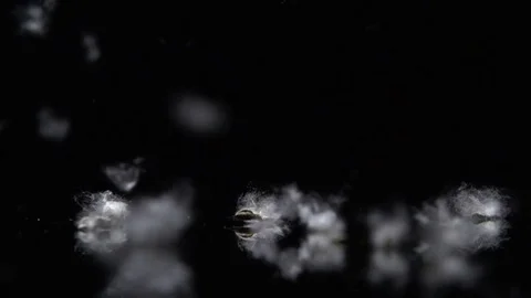 Poplar Fluff slowly falling to the Dark Background . Filmed on high speed camera Stock Footage 76490944