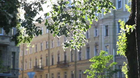 Poplar fluff  on sunbeam background. June, St. Petersburg, Russia Stock Footage 29950213