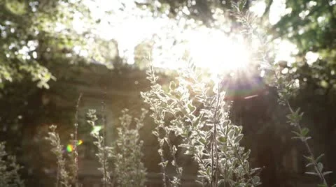 Poplar fluff sunshine rays 動画素材 10712885