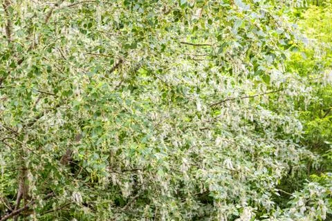 Poplar fluff on the tree Stock-Fotos