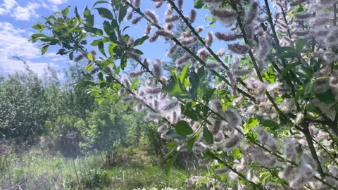 Poplar fluff tree wind swaying in sun light. Stock Footage 245483568