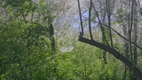 Poplar fluff web Stock Footage 156472627