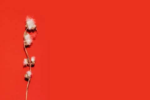 Poplar fluff worm on red background, abstract natural pattern Stock Photos