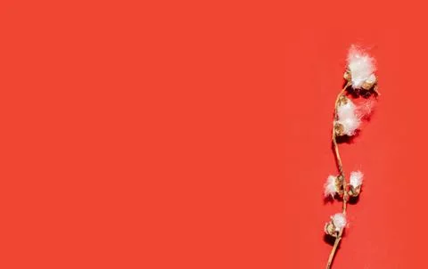 Poplar fluff worm on red background, abstract natural pattern Stock Photos