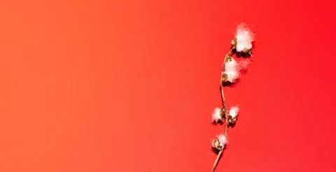 Poplar fluff worm on red background, abstract natural pattern Stock Photos