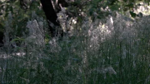Poplar fluff.Poplar fluff covered everything around. Stock Footage 76937266