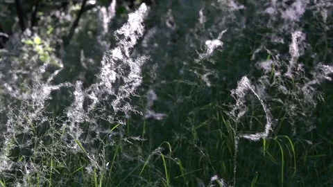 Poplar fluff.Poplar fluff covered everything around. Stock Footage 76937267