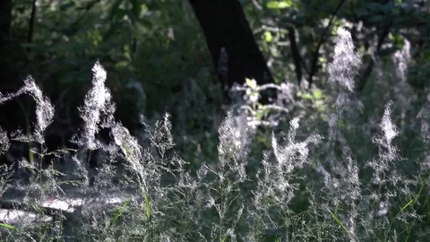 Poplar fluff.Poplar fluff covered everything around. Stock Footage 76937268
