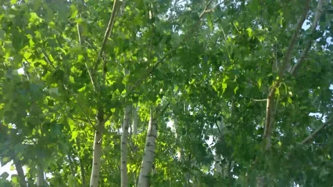 Poplar Stock Footage 154413140