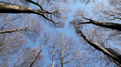 Poplar Forest, Aspen Trees Swaying in the Wind, Spring Season, Windy Weather Vidéo 4870535