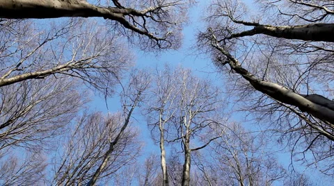 Poplar Forest, Aspen Trees Swaying in the Wind, Spring Season, Windy Weather Stock Footage 4872968