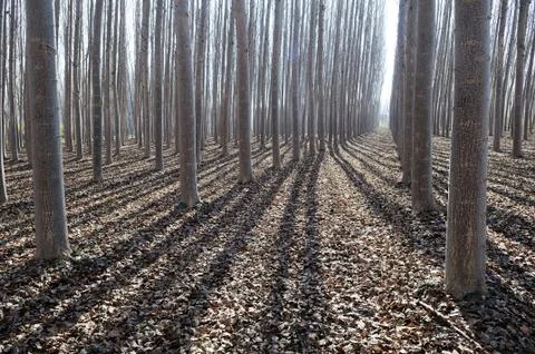Poplar Forest in Fuente Vaqueros, Granada, Andalusia Stock Photos