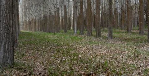Poplar Forest Stock Photos