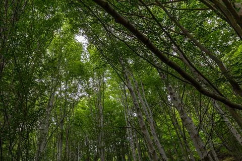Poplar forest Stock Photos