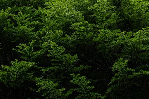 Poplar forest 스톡 사진