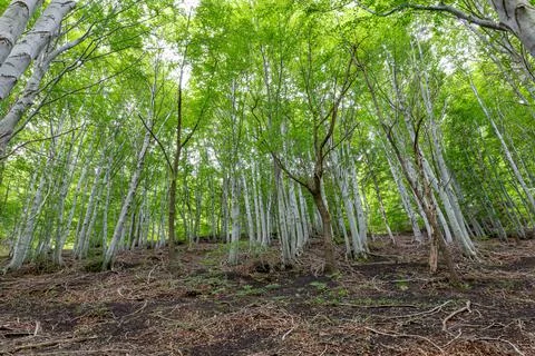 Poplar forest Stock Photos