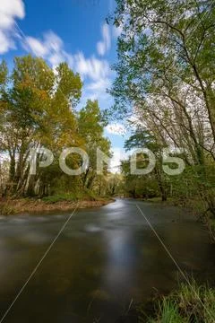 Poplar forest on the riverside, long exposure picture Stock Photos