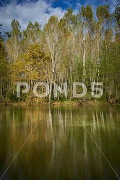 Poplar forest on the riverside Stock Photos