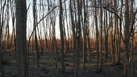 Poplar forest at sunset Stock Footage 122619380