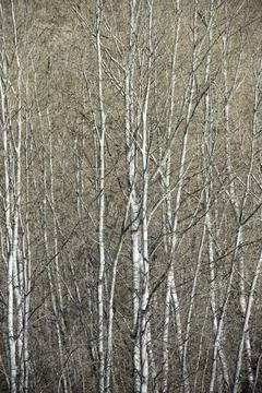 Poplar forest view Фото