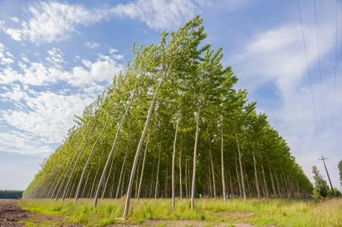 Poplar grove Stock Photos