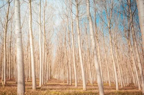 Poplar grove Stock Photos