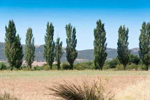 Poplar grove Stock Photos