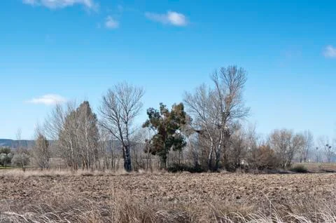 Poplar grove Stock Photos