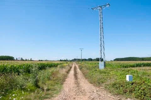 Poplar groves and cornfields Stock Photos
