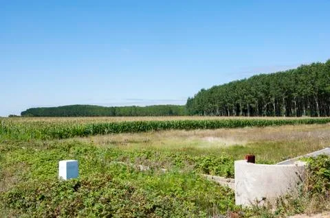 Poplar groves and cornfields Stock Photos