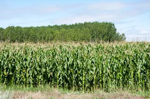 Poplar groves and cornfields Stock Photos