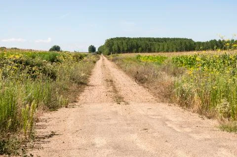 Poplar groves and cornfields Stock Photos