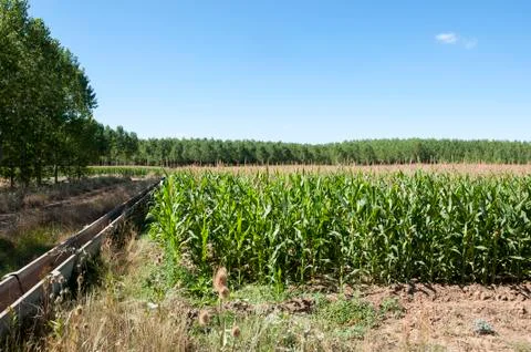 Poplar groves and cornfields in the plain of the River Esla, in Leon Province Stock Photos